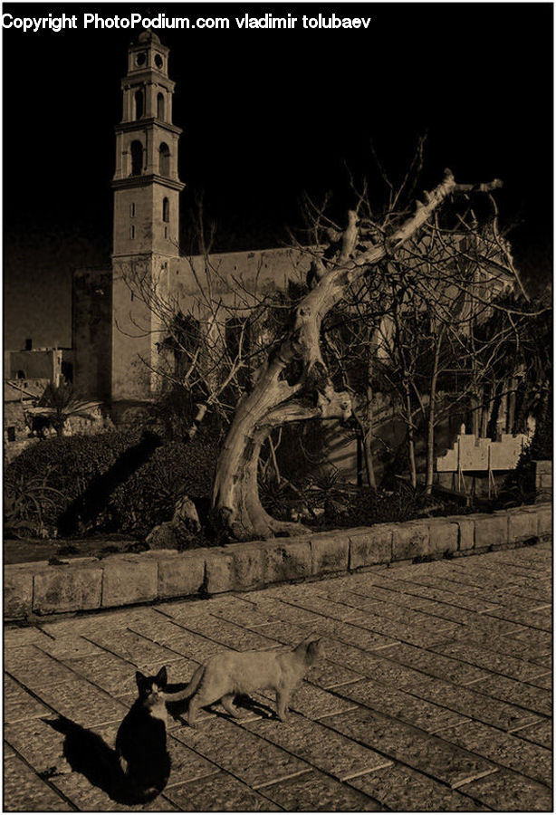 Architecture, Bell Tower, Clock Tower, Tower, Cathedral, Church, Worship