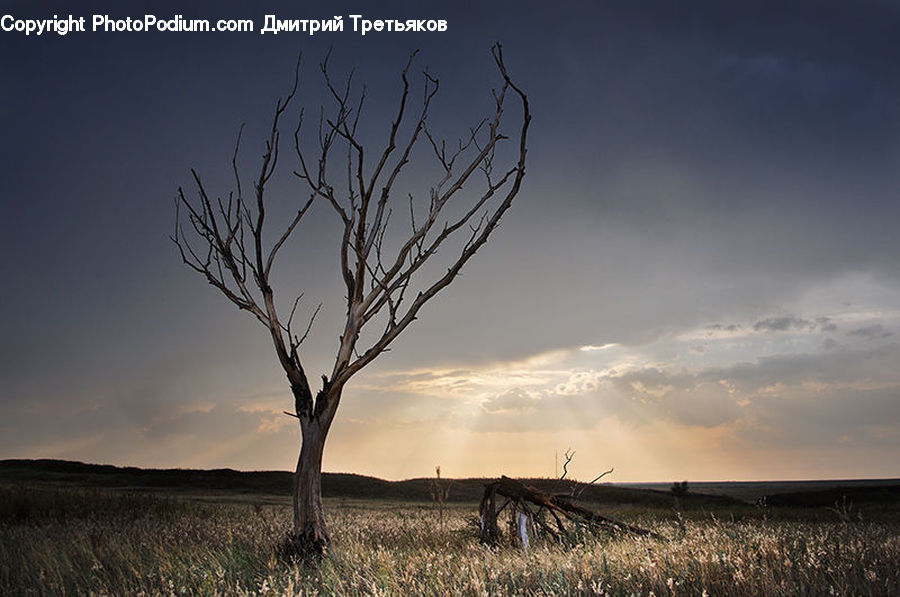 Field, Grass, Grassland, Land, Outdoors, Plant, Tree