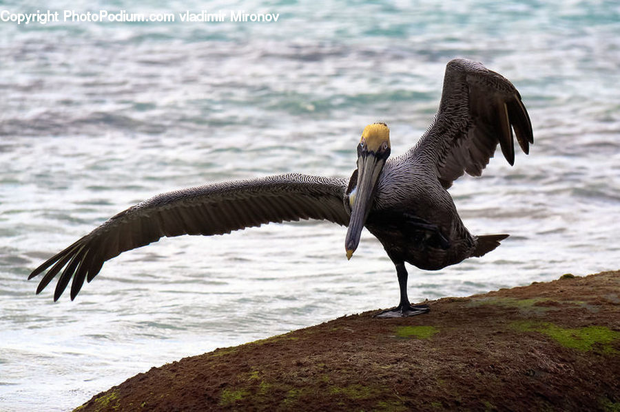Bird, Booby, Pelican, Goose, Waterfowl, Beak, Kite Bird