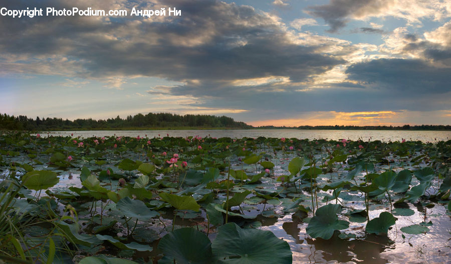 Outdoors, Pond, Water, Cabbage, Produce, Vegetable, Blossom