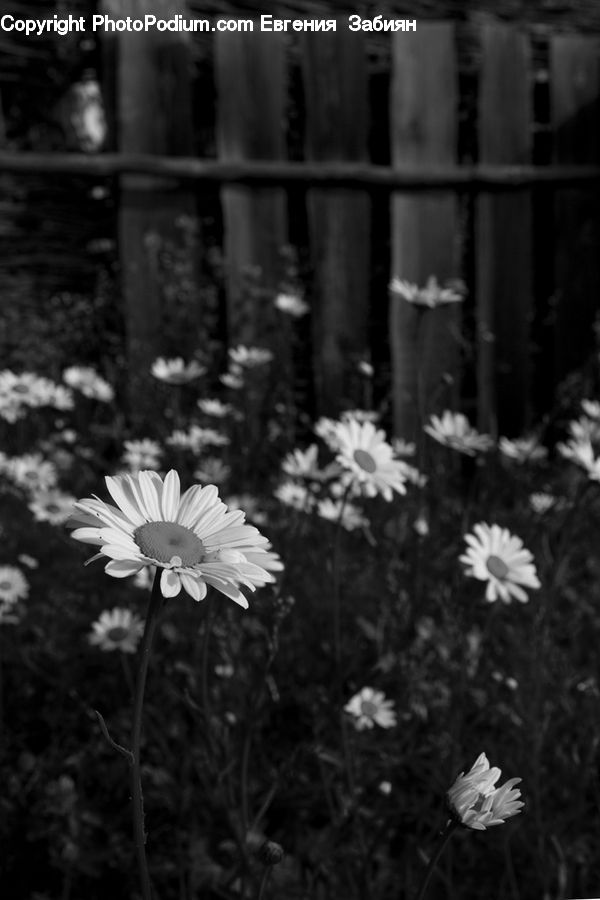 People, Person, Human, Blossom, Daffodil, Flora, Flower
