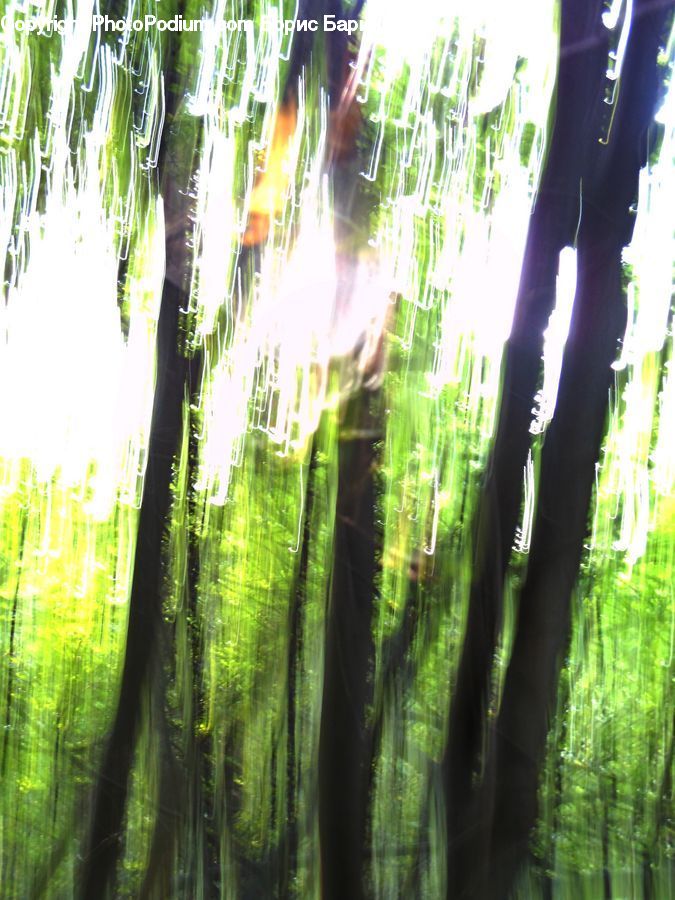 Flare, Light, Sunlight, Forest, Vegetation, Plant, Tree