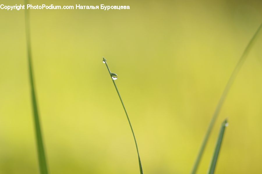 Field, Grass, Grassland, Plant, Light
