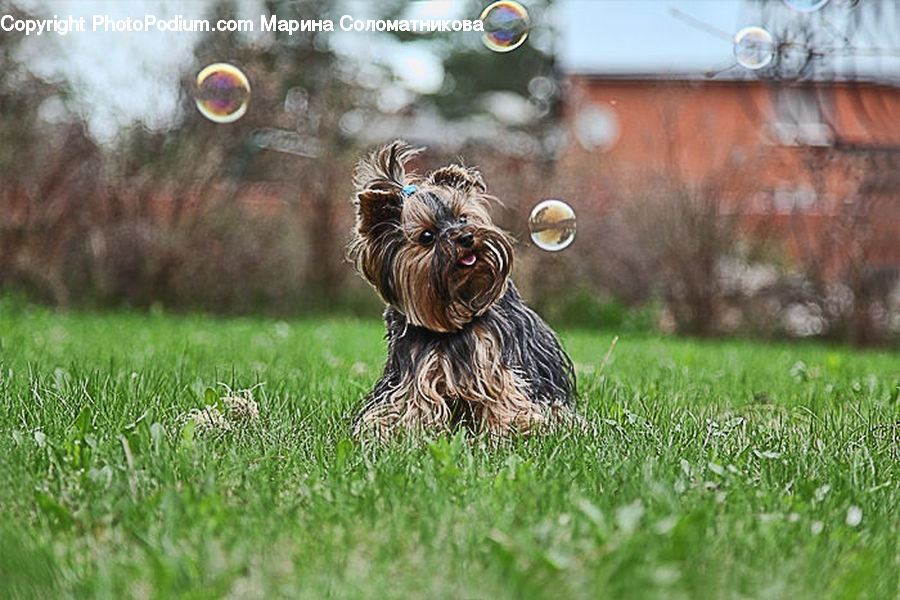 Bubble, Field, Grass, Grassland, Plant, Backyard, Yard