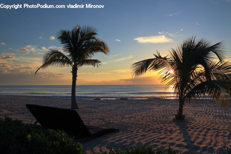 Palm Tree, Plant, Tree, Beach, Coast, Outdoors, Sea