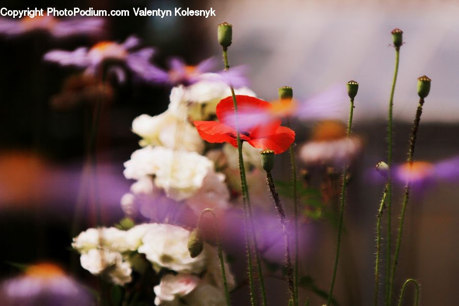 Flora, Flower, Gladiolus, Plant, Iris, Blossom, Geranium