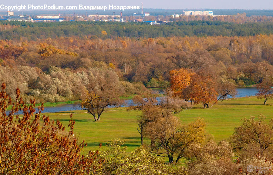 Golf Course, Grassland, Countryside, Outdoors, Field, Conifer, Fir