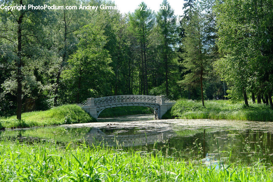Park, Outdoors, Pond, Water, Field, Grass, Grassland