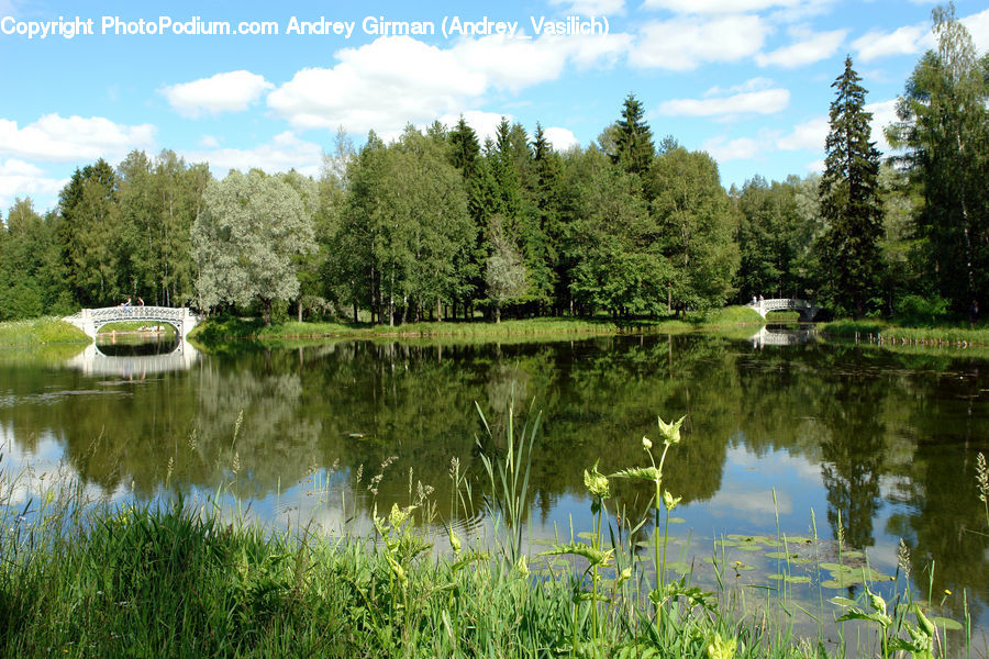 Outdoors, Pond, Water, Nature, Conifer, Fir, Plant