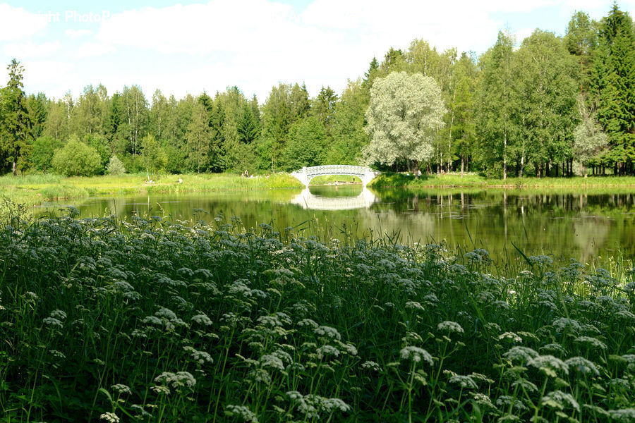 Outdoors, Pond, Water, Field, Grass, Grassland, Plant