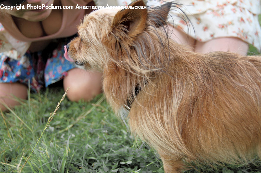 Cake, Dessert, Food, Animal, Canine, Dog, Mammal