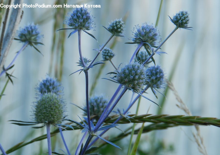 Dill, Plant, Potted Plant, Flora, Flower, Thistle, Weed