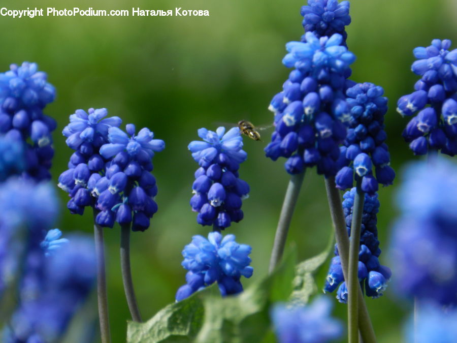 People, Person, Human, Fruit, Grapes, Blossom, Flora