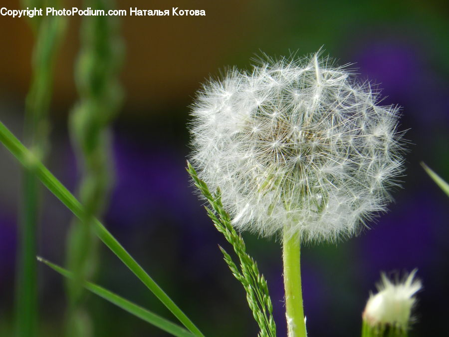 Dandelion, Flower, Plant, Field, Grass, Grassland, Light