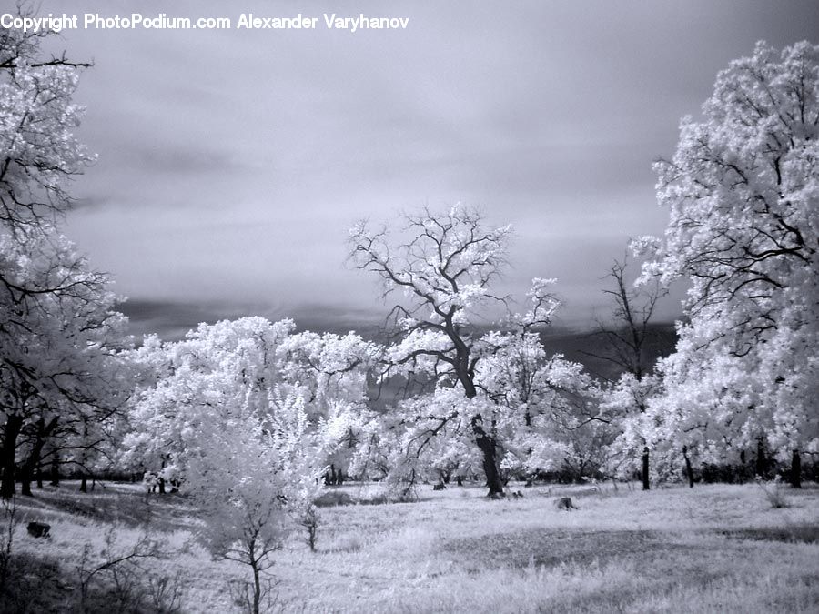 Frost, Ice, Outdoors, Snow, Blossom, Flora, Flower