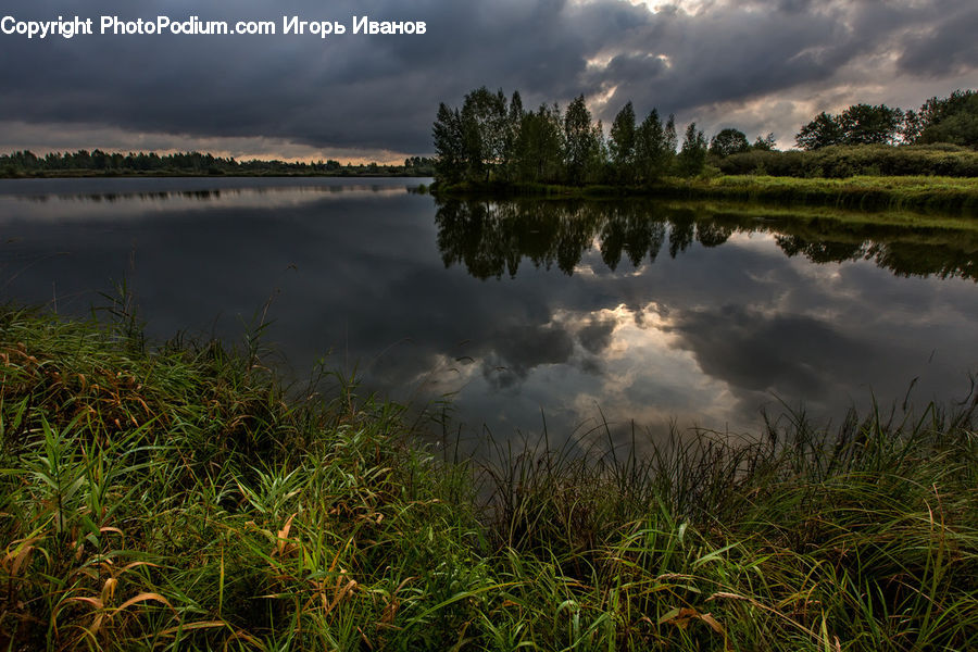 Field, Grass, Grassland, Plant, Land, Marsh, Pond