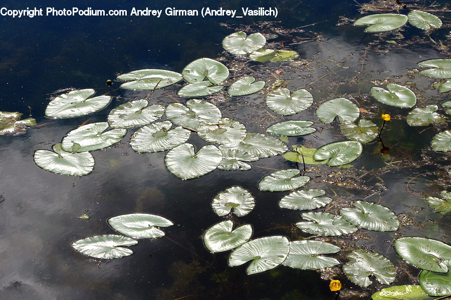 Flower, Lily, Plant, Pond Lily, Outdoors, Pond, Water
