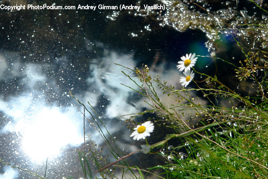 Daisies, Daisy, Flower, Plant, Flare, Light, Sunlight