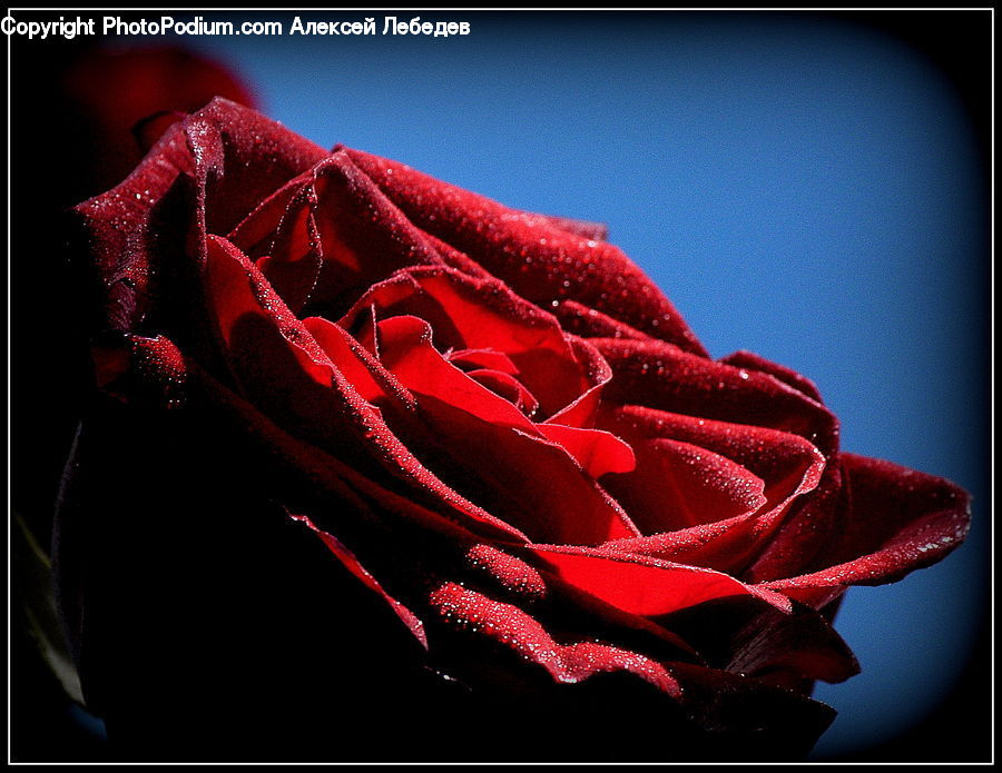 Blossom, Flower, Plant, Rose, Amaryllis, Flora, Petal