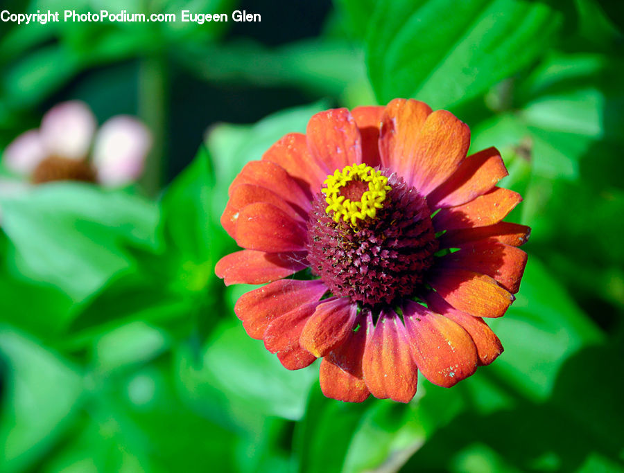 Blossom, Flora, Flower, Plant, Dahlia, Petal, Asteraceae