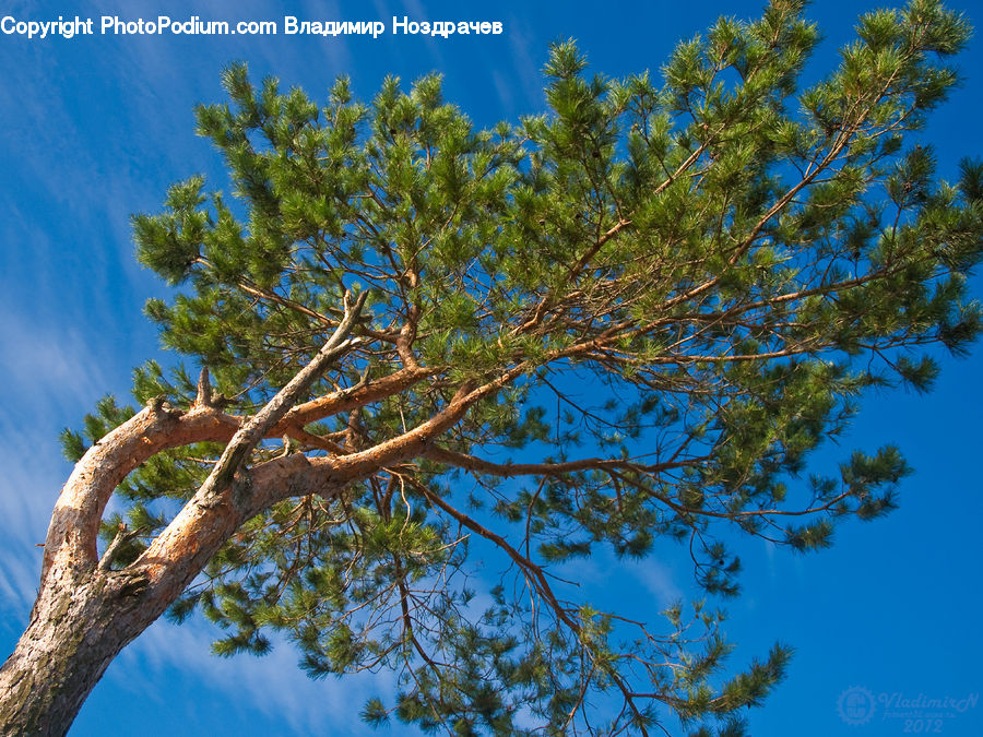 Conifer, Fir, Plant, Tree, Pine, Spruce, Oak