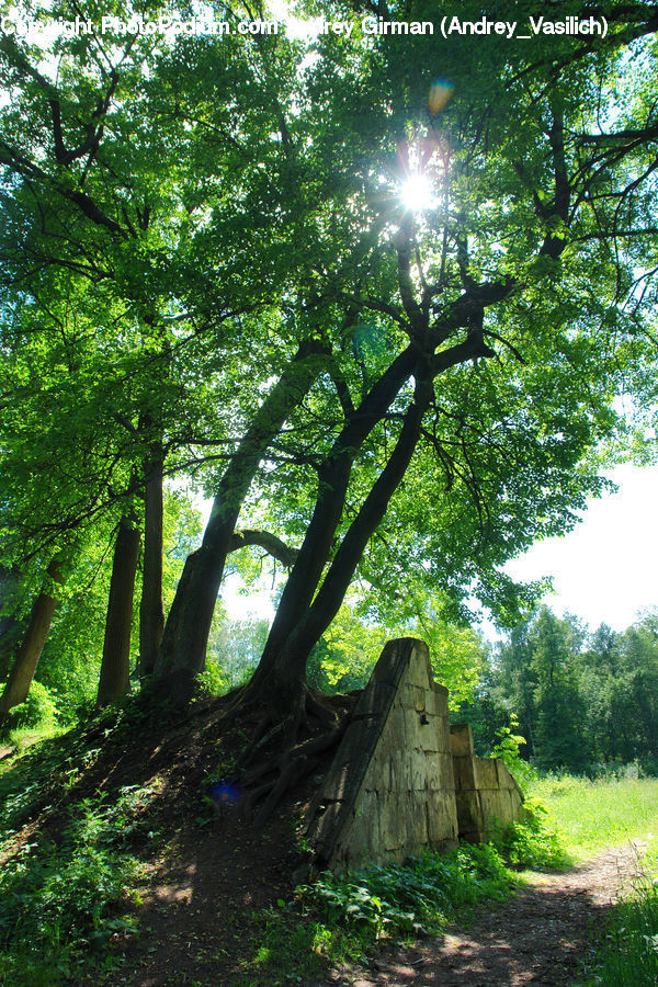 Forest, Grove, Land, Fir, Redwood, Tree, Wood