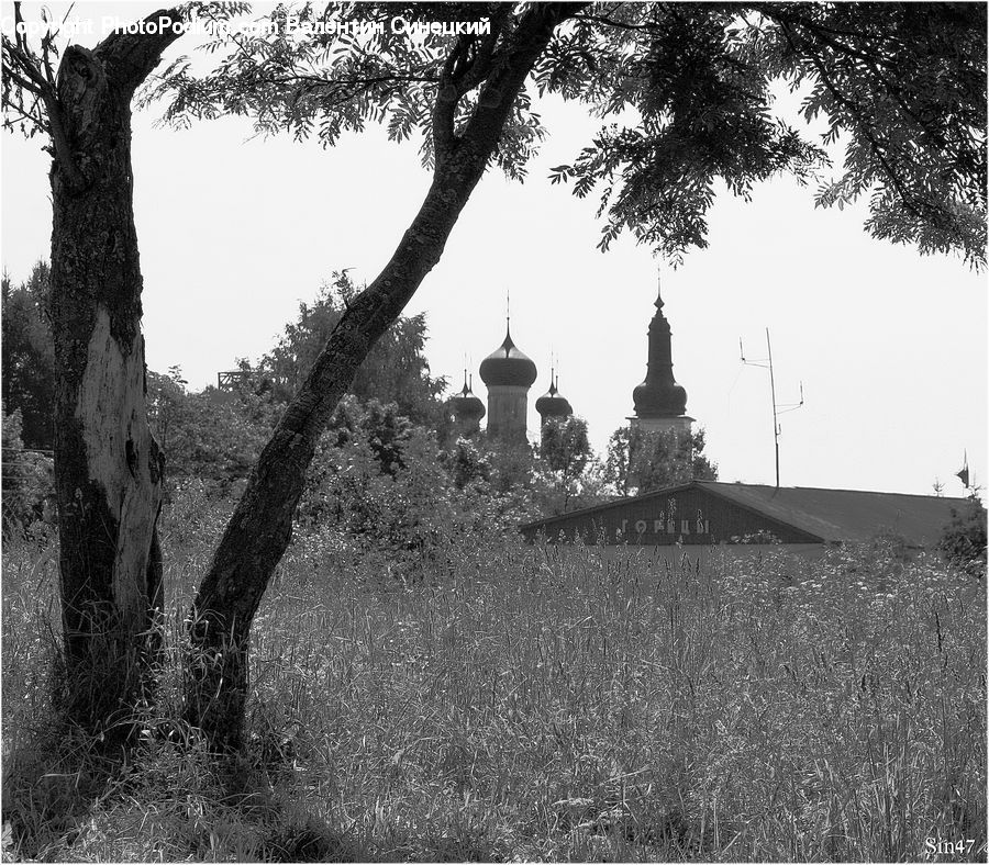 Tomb, Plant, Tree, Oak, Wood, Architecture, Church