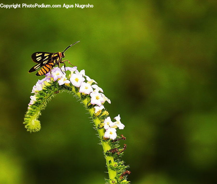 Bee, Hornet, Insect, Invertebrate, Wasp, Aphid, Plant