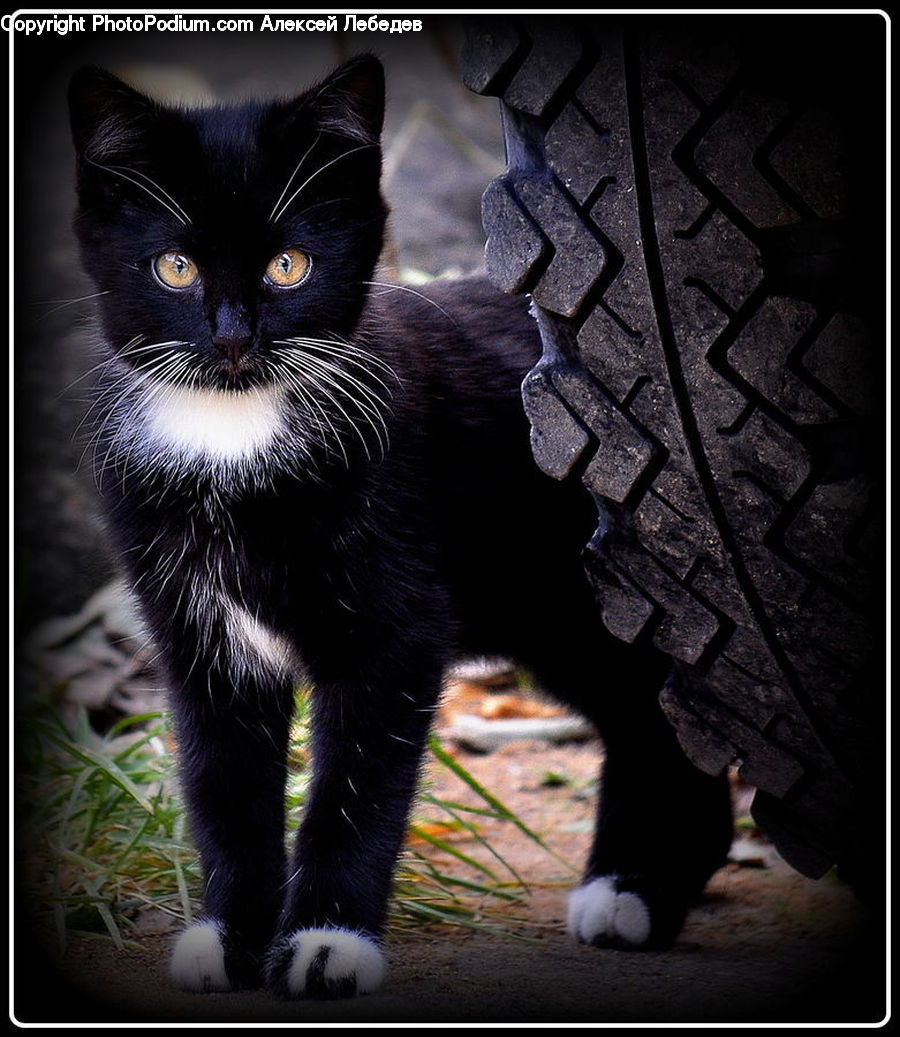 Crypt, Dungeon, Animal, Cat, Mammal, Manx, Pet