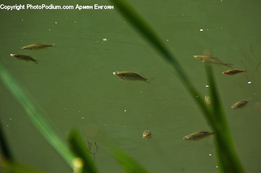 Amphibian, Tadpole, Fish, Sea Life, Field, Grass, Grassland