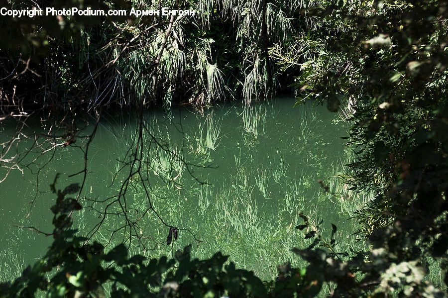 Outdoors, Pond, Water, Plant, Potted Plant, Forest, Jungle