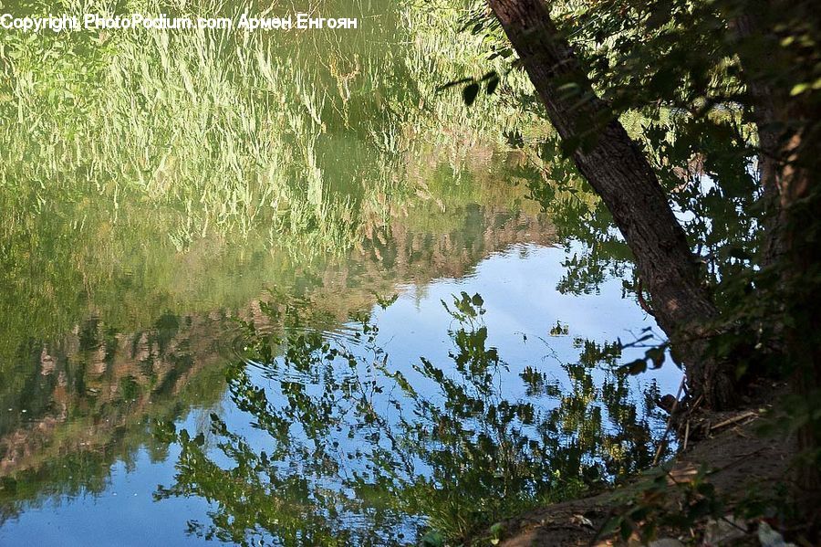 Plant, Tree, Outdoors, Pond, Water, Forest, Jungle