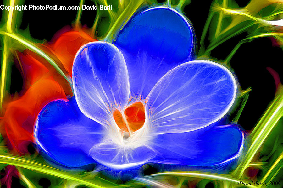 Fractal, Blossom, Crocus, Flora, Flower, Plant, Petal