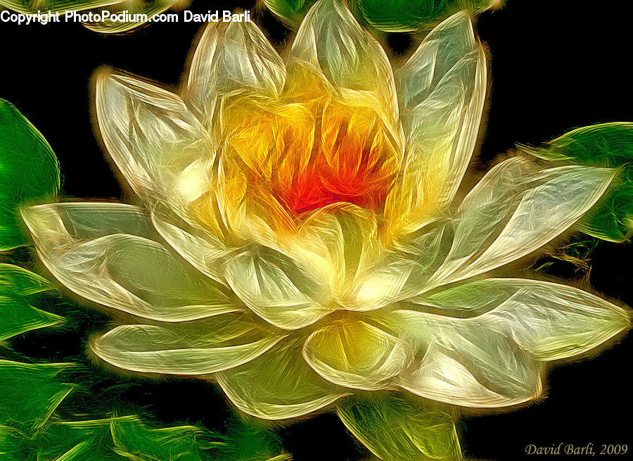Blossom, Flora, Flower, Plant, Dahlia