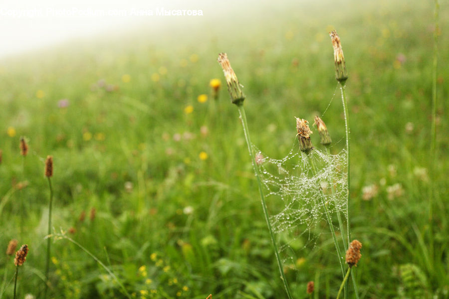 Field, Grass, Grassland, Plant, Land, Outdoors, Blossom