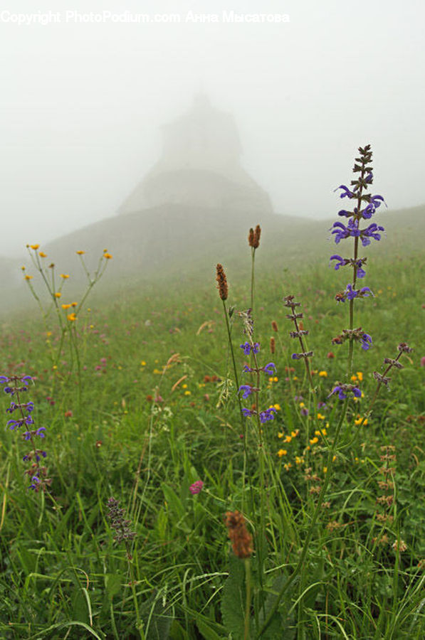 Field, Grass, Grassland, Land, Outdoors, Plant, Lavender