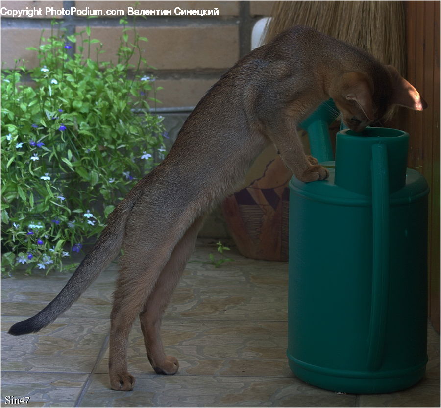 Plant, Potted Plant, Herbal, Herbs, Planter, Animal, Anteater