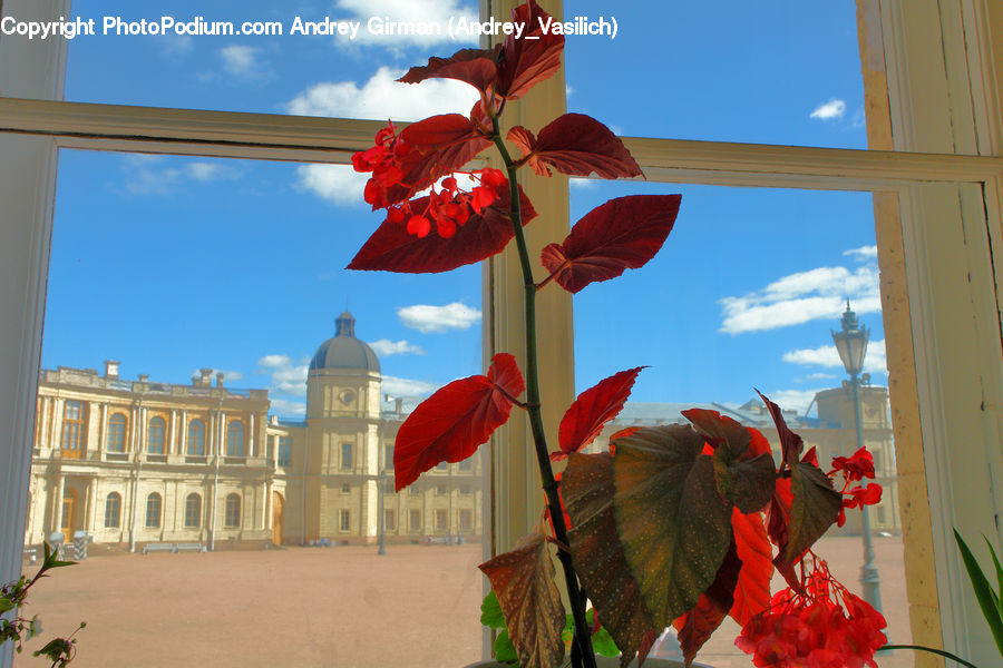 Flora, Flower, Gladiolus, Plant, Potted Plant, Blossom, Geranium