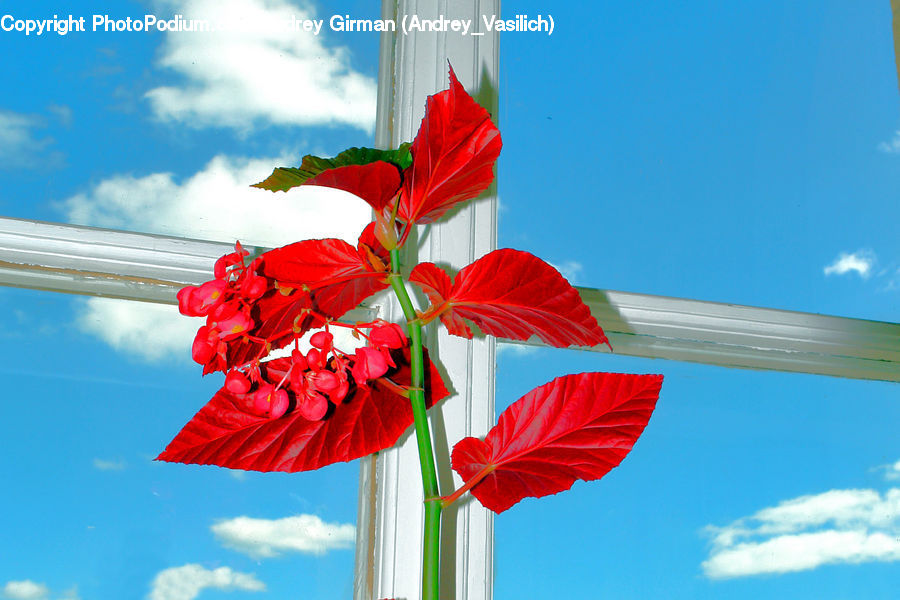 Blossom, Flora, Flower, Geranium, Plant, Emblem, Flag