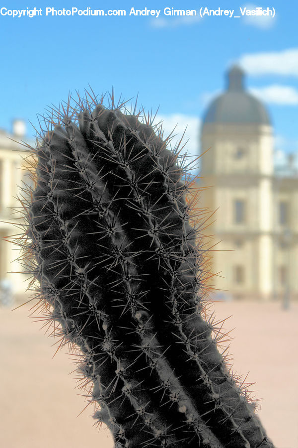 Cactus, Plant, Building, Housing, Field, Grass, Grassland