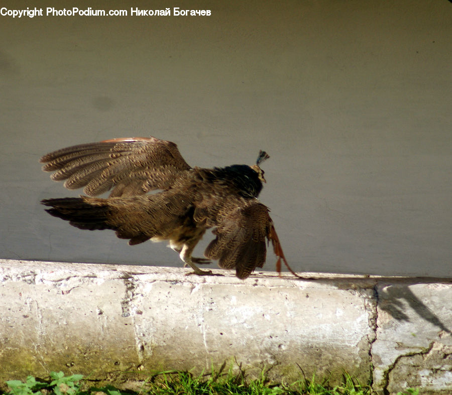 Bird, Buzzard, Harrier, Hawk, Vulture