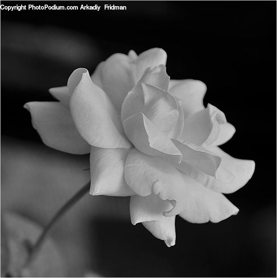 Blossom, Flora, Flower, Petal, Plant, Daffodil, Rose