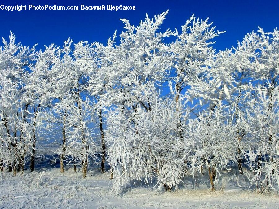Frost, Ice, Outdoors, Snow