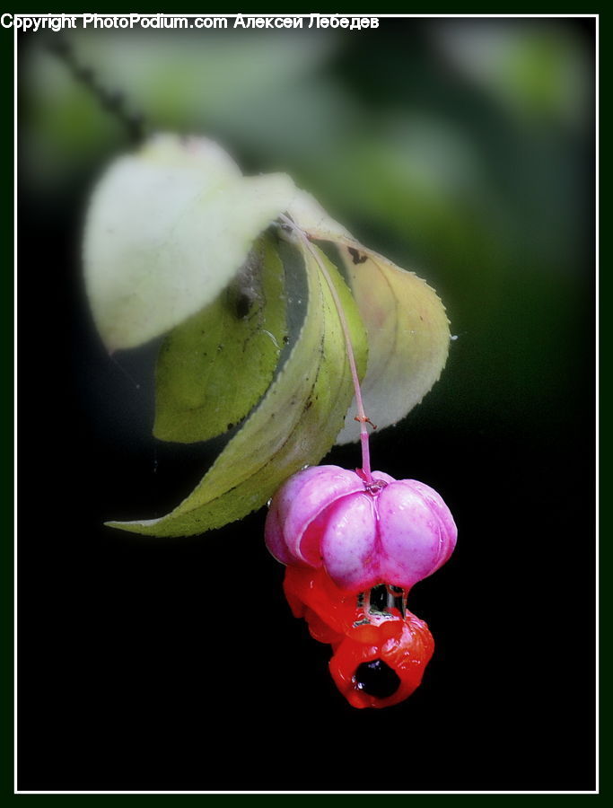 Blossom, Flora, Flower, Plant, Petal, Cherry, Fruit