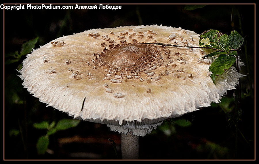 Agaric, Amanita, Fungus, Mushroom, Plant, Herbs, Mint