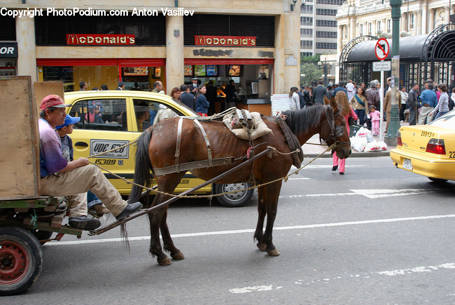People, Person, Human, Animal, Horse, Mammal, Carriage