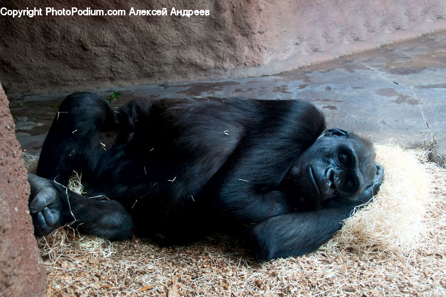 Animal, Ape, Mammal, Monkey
