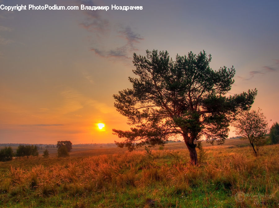 Plant, Tree, Conifer, Fir, Pine, Spruce, Field