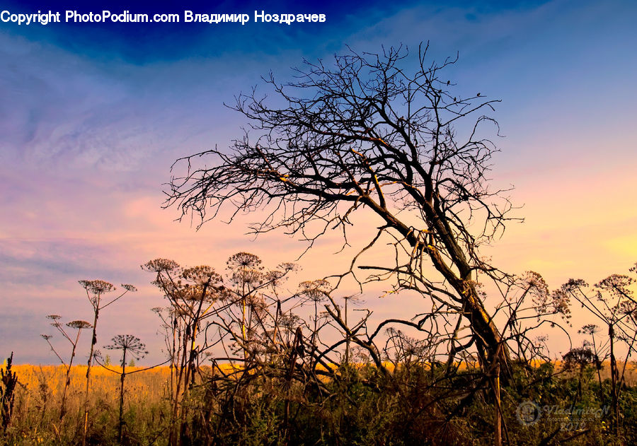 Dawn, Dusk, Red Sky, Sky, Sunrise, Sunset, Plant