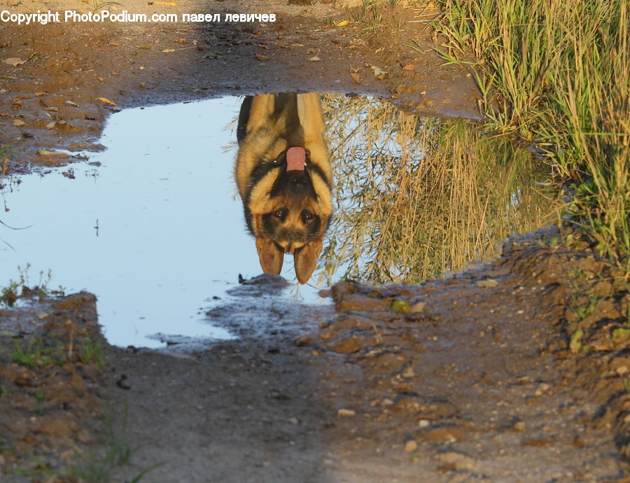 Puddle